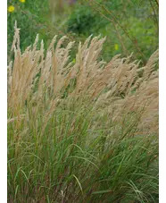 Stipa calamagrostis