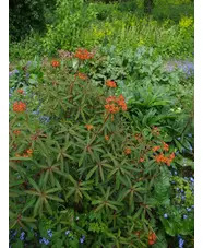 Euphorbia griffithii 'Dixter'