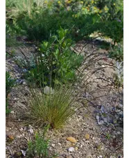 Festuca amethystina