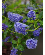Ceanothus thyrsiflorus var. repens