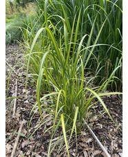 Calamagrostis x acutiflora 'England'