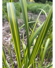 Calamagrostis x acutiflora 'England'