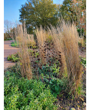 Calamagrostis x acutiflora 'Karl Foerster'