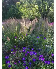 Calamagrostis brachytricha