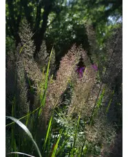 Calamagrostis brachytricha