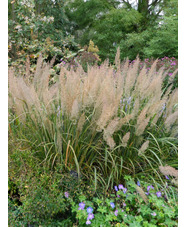 Calamagrostis brachytricha