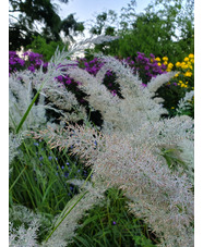 Calamagrostis brachytricha