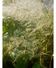 Calamagrostis effusiflora