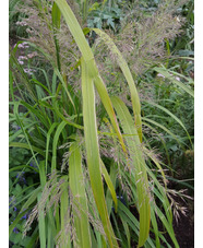 Calamagrostis sp. ex Prague Botanics 