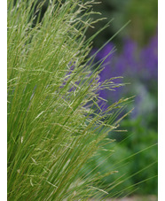 Calamagrostis 'Glenorchy Fireworks'