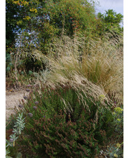 Calamagrostis 'Glenorchy Fireworks'