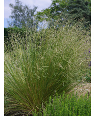 Calamagrostis 'Glenorchy Fireworks'