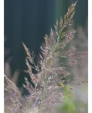 Calamagrostis sp. ex Prague Botanics 