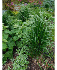 Calamagrostis x acutiflora 'Karl Foerster'