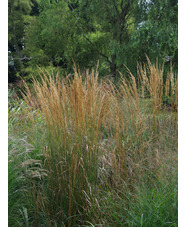 Calamagrostis x acutiflora 'Karl Foerster'