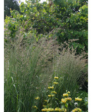 Calamagrostis x acutiflora 'Karl Foerster'