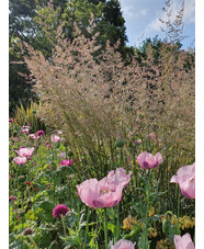 Calamagrostis x acutiflora 'Karl Foerster'