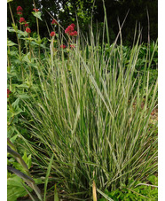 Calamagrostis x acutiflora 'Overdam'