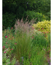 Calamagrostis x acutiflora 'Overdam'