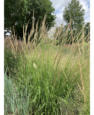 Calamagrostis x acutiflora 'Waldenbuch'