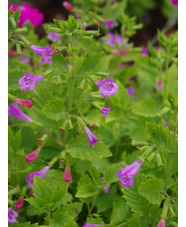 Calamintha grandiflora
