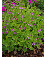 Calamintha grandiflora
