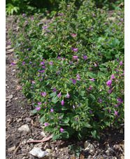 Calamintha grandiflora