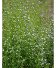 Calamintha nepeta