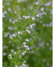 Calamintha nepeta