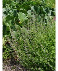 Calamintha nepeta 'Blue Cloud'