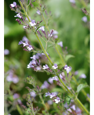 Calamintha nepeta 'Blue Cloud'