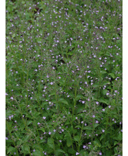 Calamintha nepeta 'Blue Cloud'