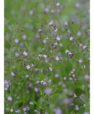 Calamintha nepeta 'Blue Cloud'