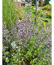 Calamintha nepeta - Good Form