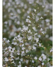 Calamintha nepeta white-flowered 