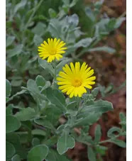 Calendula 'Tarifa'