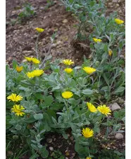Calendula 'Tarifa'