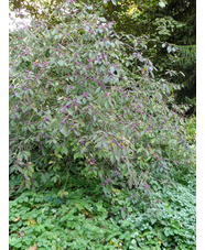 Callicarpa bodinieri var. giraldii 'Profusion'