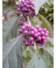 Callicarpa bodinieri var. giraldii 'Profusion'