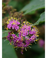 Callicarpa bodinieri var. giraldii 'Profusion'