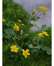 Caltha palustris