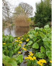 Caltha palustris