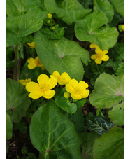 Caltha palustris var. palustris