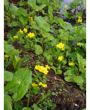 Caltha palustris var. palustris