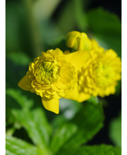Caltha palustris var. palustris 'Plena'