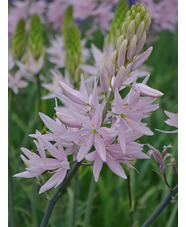 Camassia leichtlinii 'Pink Star' (DB)