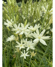 Camassia leichtlinii 'Plena'