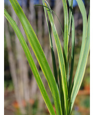 Camassia leichtlinii 'Sacajawea'