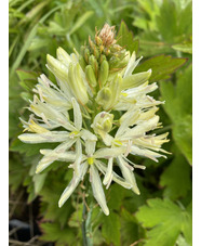 Camassia leichtlinii 'Sacajawea'