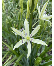 Camassia leichtlinii subsp. leichtlinii